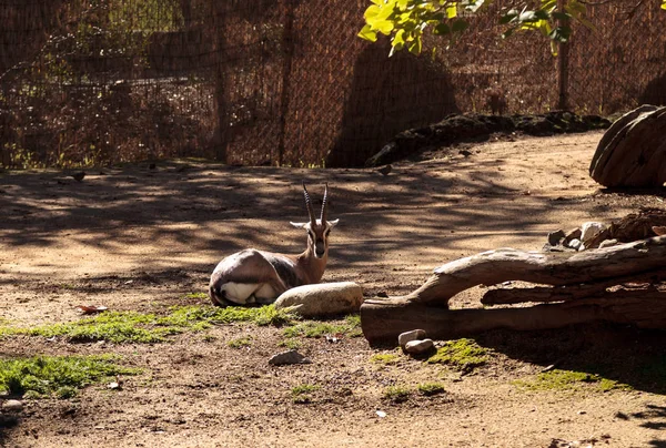 Habla gazelle Gazella spekei — Foto de Stock