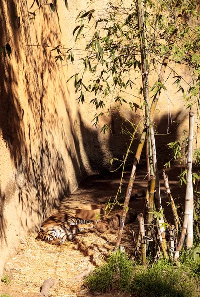 수마트라 호랑이, 동굴 티그리스 sumatrae — 스톡 사진