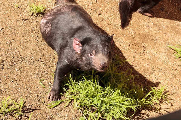 Tasmanian devil, Sarcophilus harrisii — Stok Foto