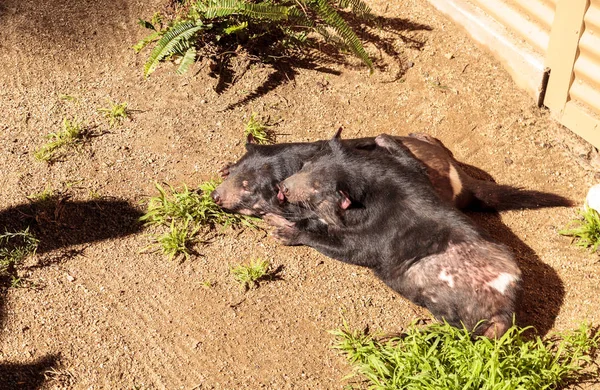 Diablo de Tasmania, Sarcophilus harrisii — Foto de Stock