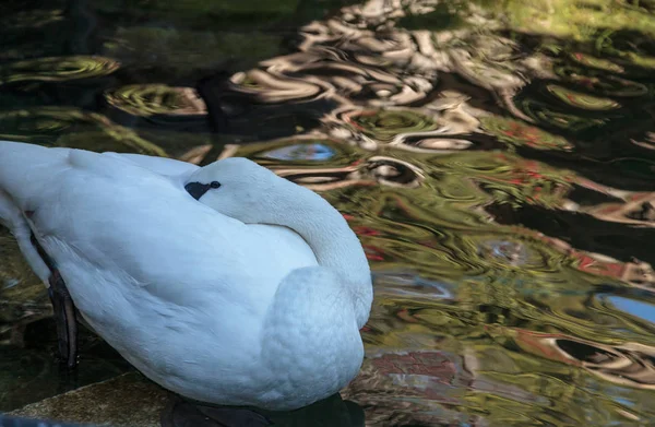 Trębacz swan, Cygnus baccinator — Zdjęcie stockowe