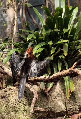 Afrika Yılanboyungiller rufa rufa bilinen Pasifik'ten oğlan