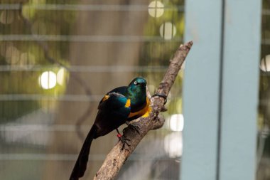Mavi parlak sığırcık Lamprotornis chalybaeus kulaklı