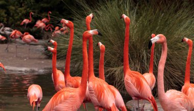 Flamingo Phoenicopterus ruber Karayip pembe