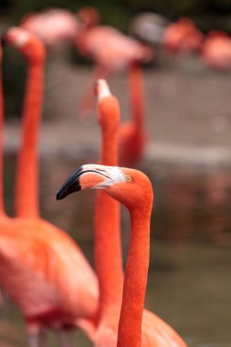 Flamingo Phoenicopterus ruber Karayip pembe