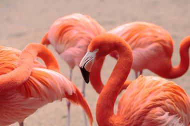 Flamingo Phoenicopterus ruber Karayip pembe