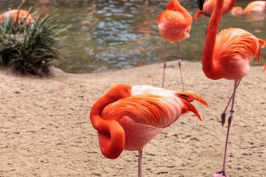 Flamingo Phoenicopterus ruber Karayip pembe