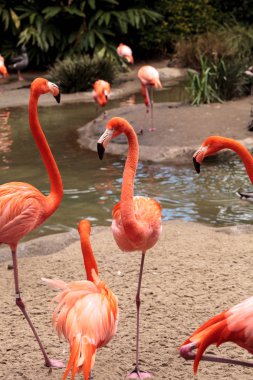 Flamingo Phoenicopterus ruber Karayip pembe