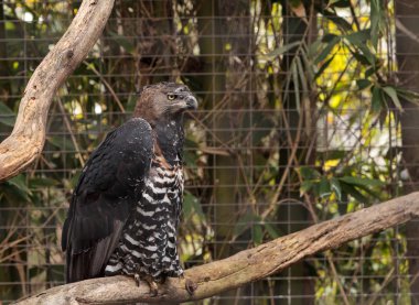 Kartal Stephanoaetus coronatus taç