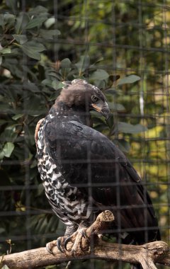 Kartal Stephanoaetus coronatus taç