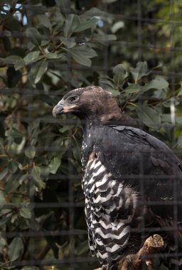 Kartal Stephanoaetus coronatus taç