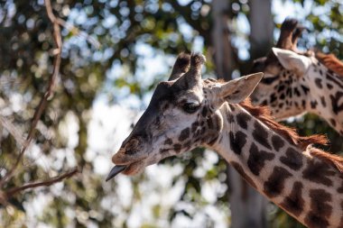 Afrika'da zürafa bulunur