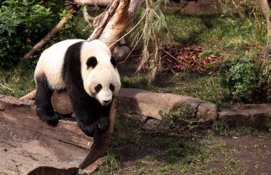 Dev panda Ailuropoda melanoleuca ayı