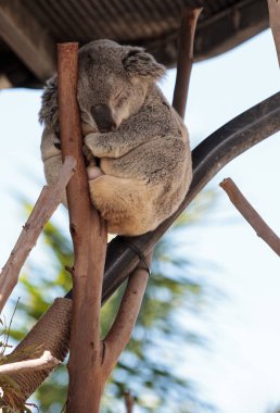 Koala ayısı Phascolarctos cinereus
