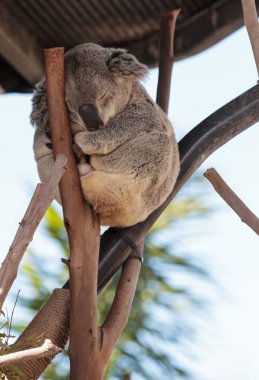 Koala ayısı Phascolarctos cinereus