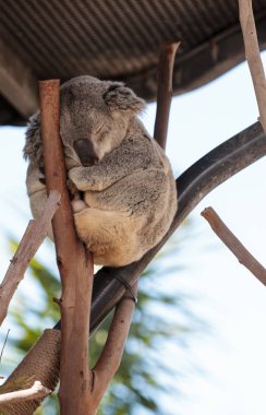 Koala ayısı Phascolarctos cinereus
