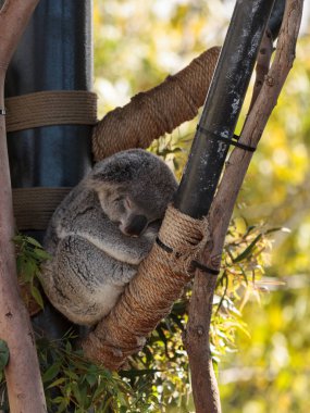 Koala ayısı Phascolarctos cinereus