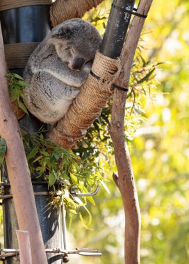 Koala ayısı Phascolarctos cinereus