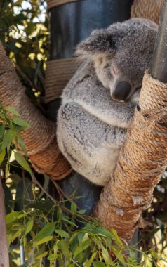 Koala ayısı Phascolarctos cinereus