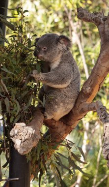 Koala ayısı Phascolarctos cinereus