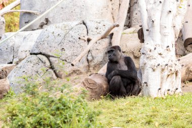 Batı ovasındaki goril. 