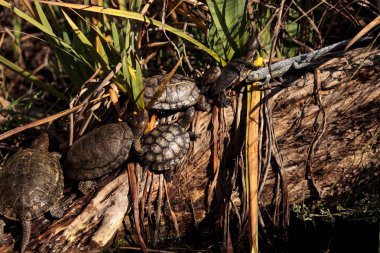 Pasifik gölet kaplumbağalar Actinemys marmorata