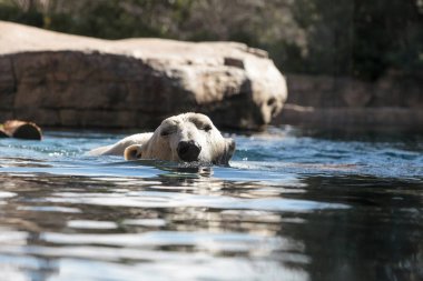 Kutup ayısı Ursus maritimus bilinen