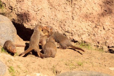 Rock yaban faresi procavia capensis