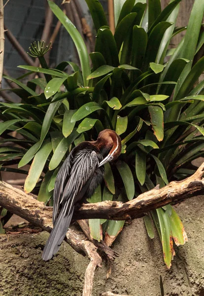 Африканський Darter, відомий як Anhinga rufa rufa — стокове фото