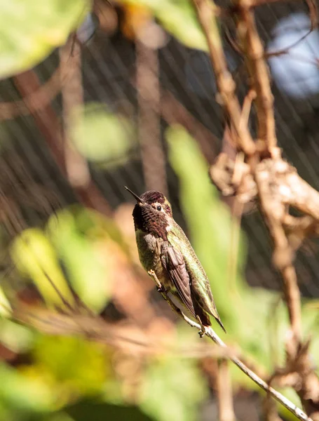 Maschio anna colibrì calypte anna — Foto Stock