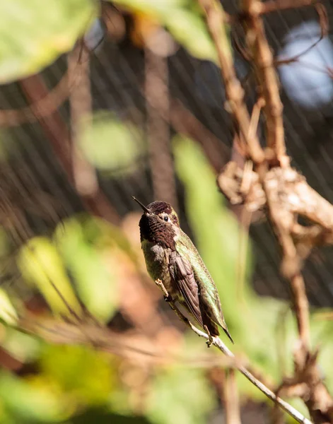Maschio anna colibrì calypte anna — Foto Stock