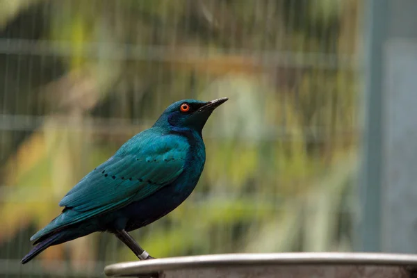 Blue eared glossy starling Lamprotornis chalybaeus — Stock Photo, Image