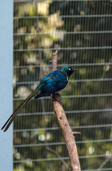 Niebieski uszami glossy starling Lamprotornis chalybaeus — Zdjęcie stockowe