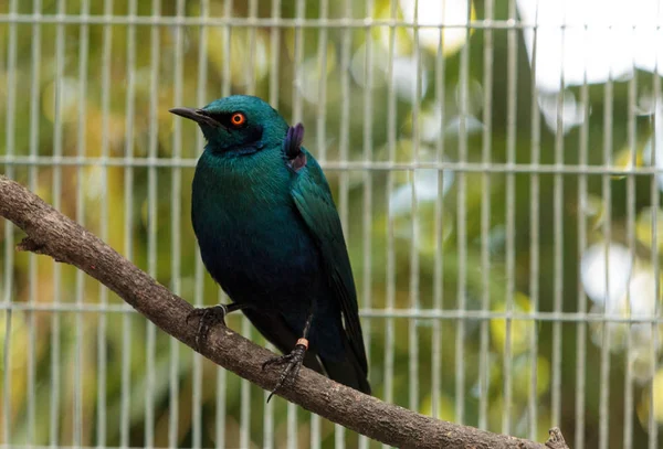 Blue eared glossy starling Lamprotornis chalybaeus — Stock Photo, Image