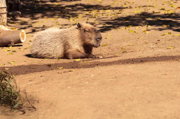Hydrochoerus hydrochaeris capybara tidur — Stok Foto