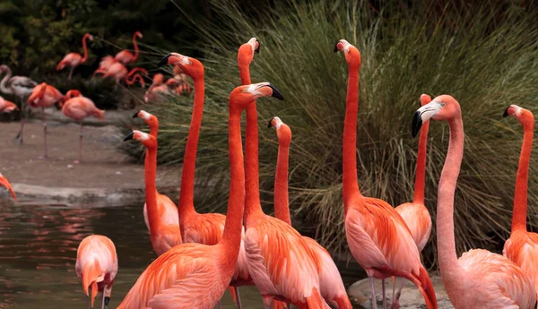 Розовый карибский фламинго Phoenicopterus ruber — стоковое фото