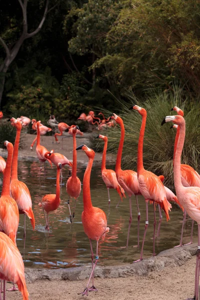 Розовый карибский фламинго Phoenicopterus ruber — стоковое фото