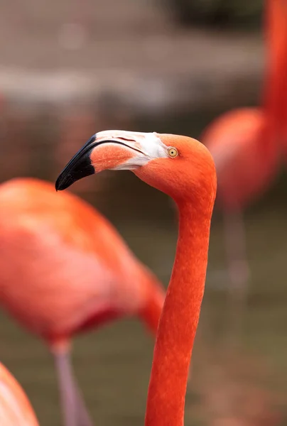 Pink Caribbean flamingo Phoenicopterus ruber — Stock Photo, Image