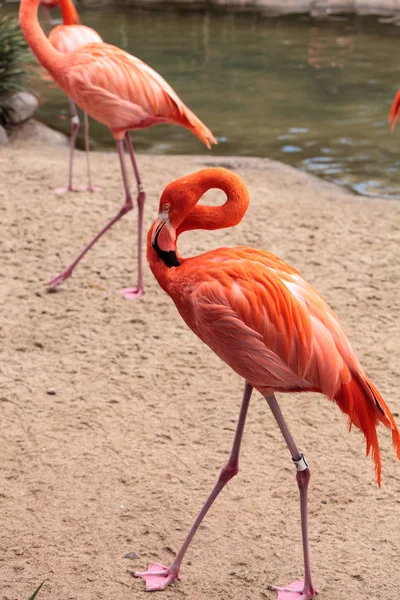 Pink Caribbean flamingo Phoenicopterus ruber — Stock Photo, Image
