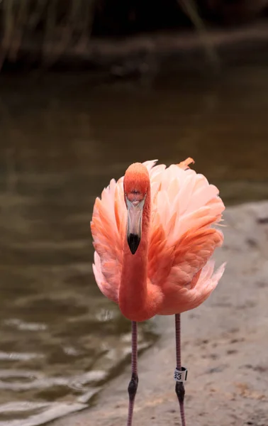 Pink Caribbean flamingo Phoenicopterus ruber — Stock Photo, Image