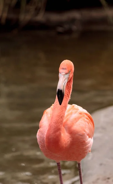 Caribische flamingo Phoenicopterus ruber roze — Stockfoto
