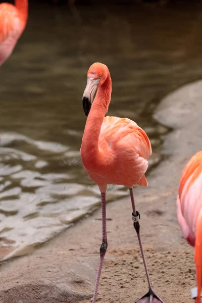 Pink Caribbean flamingo Phoenicopterus ruber — Stock Photo, Image