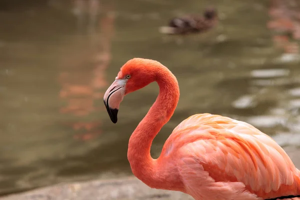 Pink Caribbean flamingo Phoenicopterus ruber — Stock Photo, Image