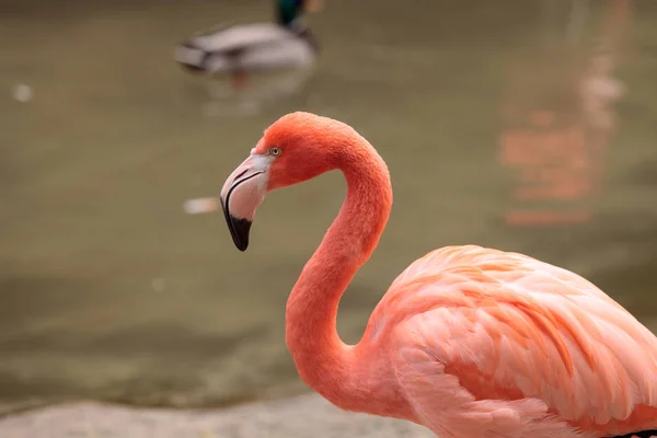 Pink Caribbean flamingo Phoenicopterus ruber — Stock Photo, Image