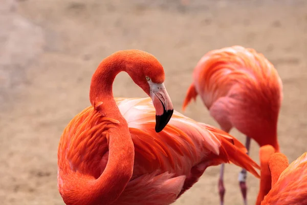 Pink Caribbean flamingo Phoenicopterus ruber — Stock Photo, Image