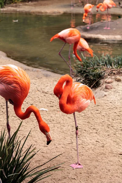 Розовый карибский фламинго Phoenicopterus ruber — стоковое фото