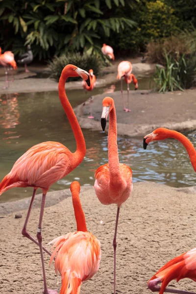 Розовый карибский фламинго Phoenicopterus ruber — стоковое фото