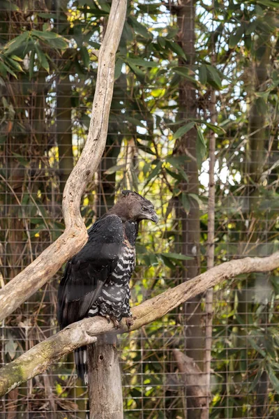 Коронний орел Stephanoaetus coronatus — стокове фото