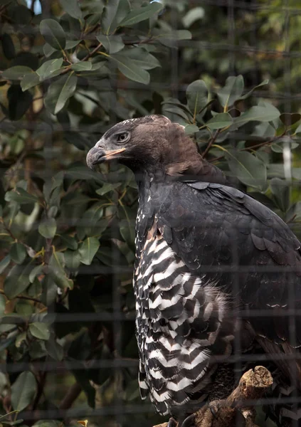 Gekrönter Adler stephanoaetus coronatus — Stockfoto