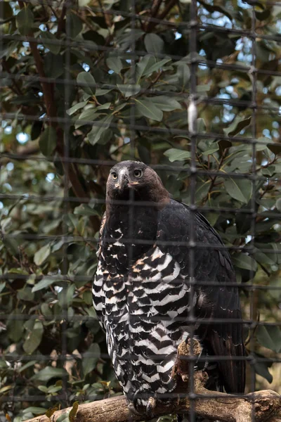 Eagle Stephanoaetus coronatus gekroond — Stockfoto